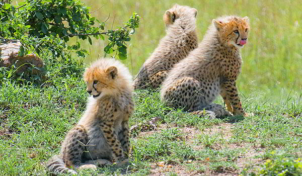 Wonders of Kenya