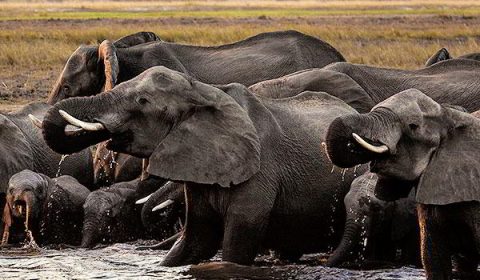 Land of Giants