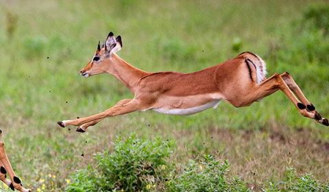 Kenya & Tanzania Special Value