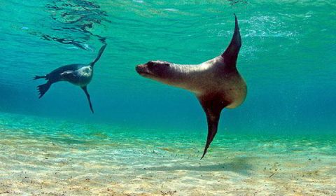 Galapagos Discovery