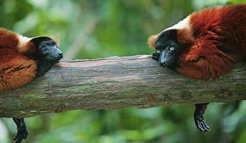 North Madagascar Highlights