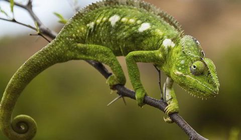 Madagascar Interlude