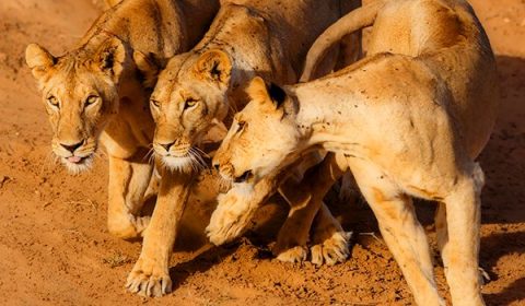 Treasures of Kenya