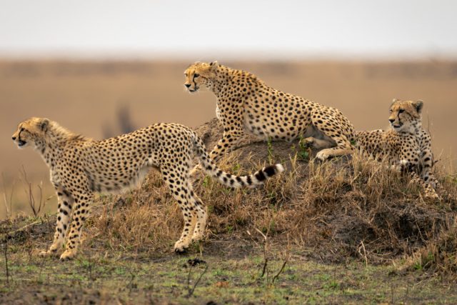 Tanzania Encounter