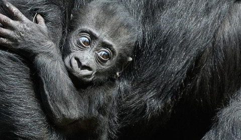 Magnificent Gorillas