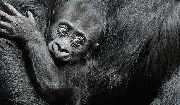Magnificent Gorillas